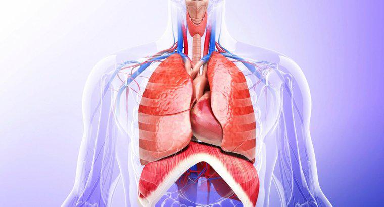 Quels organes essentiels se trouvent dans la cavité thoracique ?