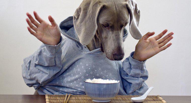 Puis-je nourrir mon chien avec du riz blanc ?