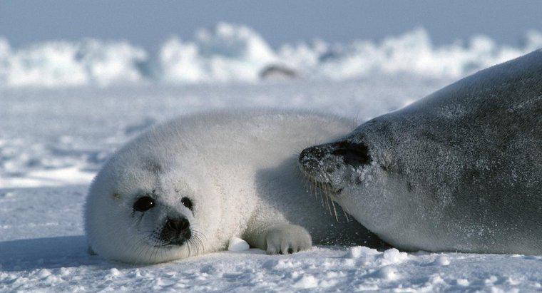Les phoques du Groenland sont-ils en danger?
