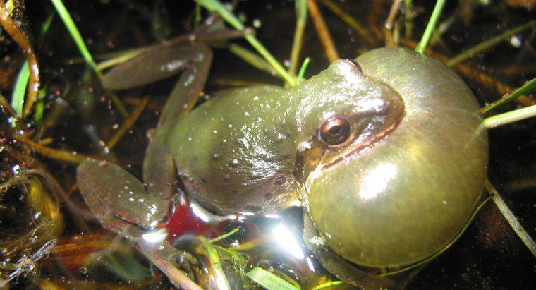 Pourquoi les grenouilles coassent-elles après la pluie ?