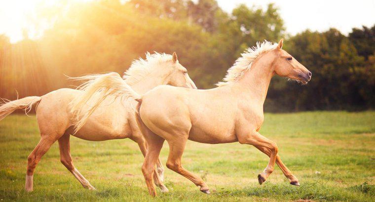 Comment appelle-t-on la peur des chevaux - félophobie, hippophobie ou équiphobie ?