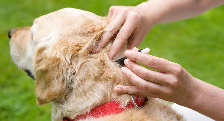 Quels sont les traitements efficaces pour les chiens infestés de tiques ?