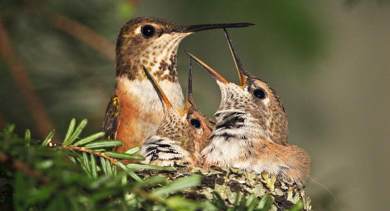 Combien de temps vivent les colibris ?