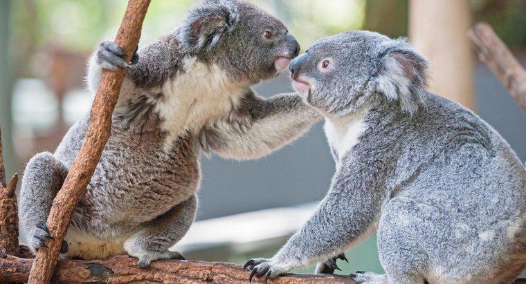 Comment les koalas s'accouplent-ils ?