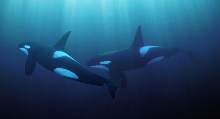 Jusqu'où une baleine peut-elle entendre sous l'eau ?