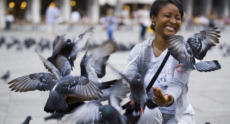Quelle est la durée de vie moyenne d'un pigeon?