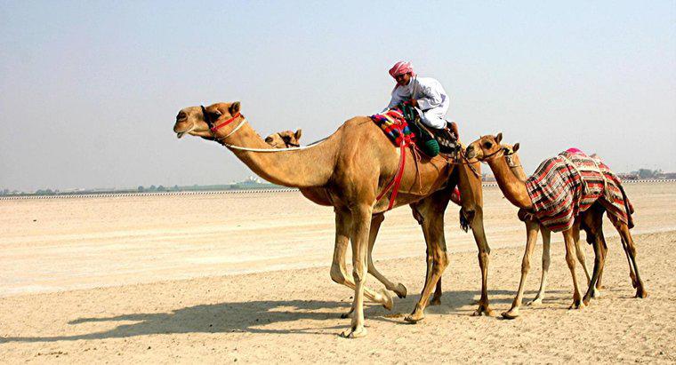 Comment les chameaux survivent-ils dans le désert ?