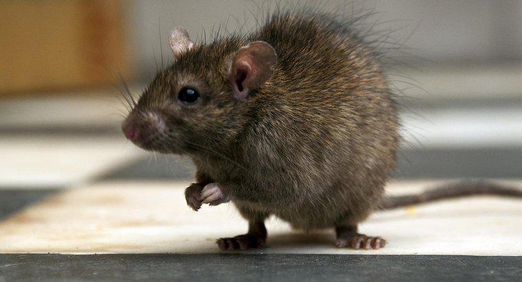 Quelle est la meilleure façon de tuer un rat ?