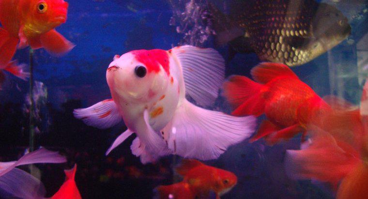 Les poissons rouges ont-ils besoin d'une pompe à air ?