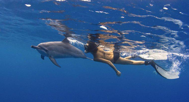 Comment se déplacent les dauphins ?