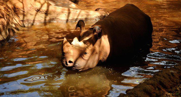 Les rhinocéros peuvent-ils nager ?