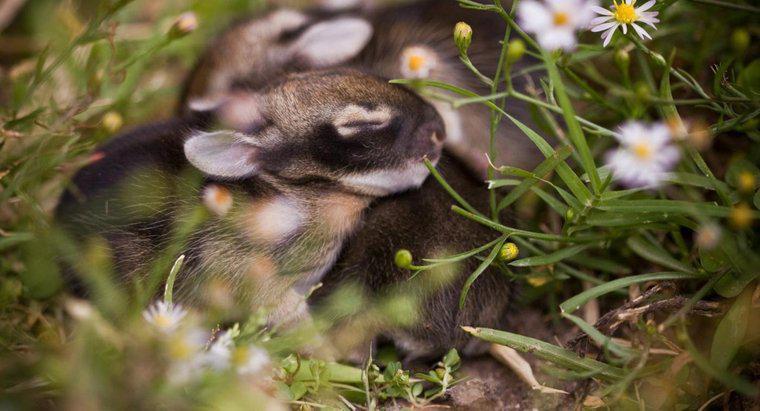 Combien de temps les bébés lapins restent-ils dans le nid ?