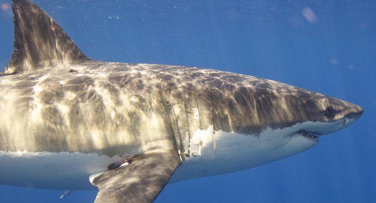 Combien de temps vit un grand requin blanc ?