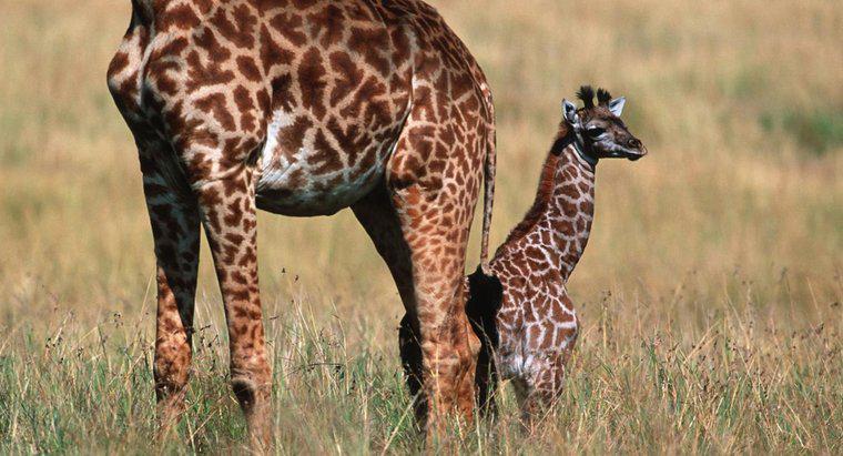 Comment s'appellent les bébés girafes ?