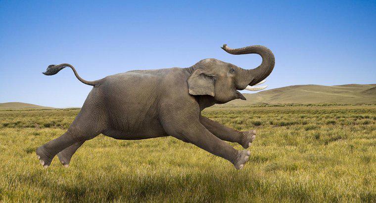 À quelle vitesse un éléphant peut-il courir ?