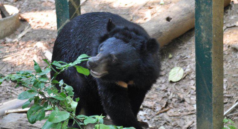 Combien de temps vit un ours noir ?