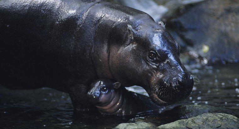 Quelles sont les adaptations d'un hippopotame pygmée ?