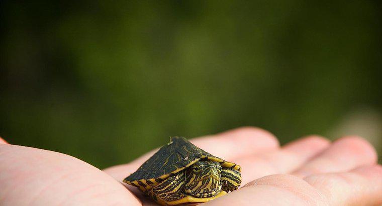 Quelle est la plus petite sorte de tortue ?