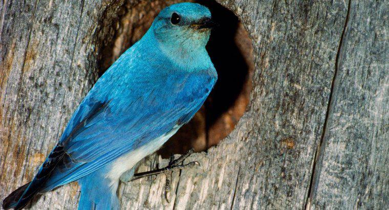 Que symbolise un oiseau bleu ?