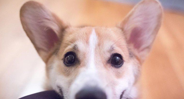 Quels sont les problèmes courants avec les oreilles des chiens ?