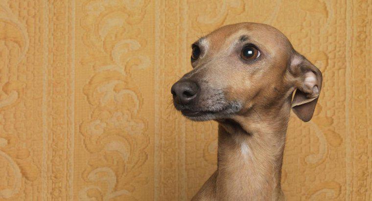 Pourquoi les chiens remettent-ils leurs oreilles ?