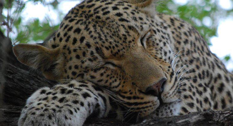 Pourquoi les léopards ont-ils des taches ?