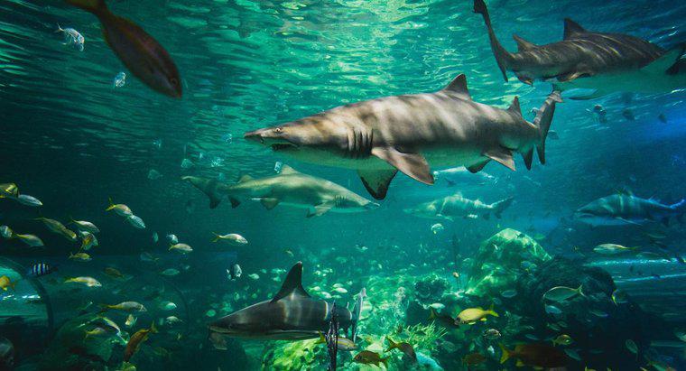 Comment les requins s'adaptent-ils à leur environnement ?