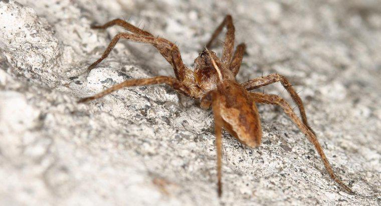 Où pouvez-vous trouver des ressources et des photos pour identifier l'araignée recluse brune ?