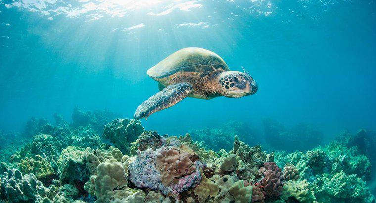 Quelle est la durée de vie d'une tortue de mer ?