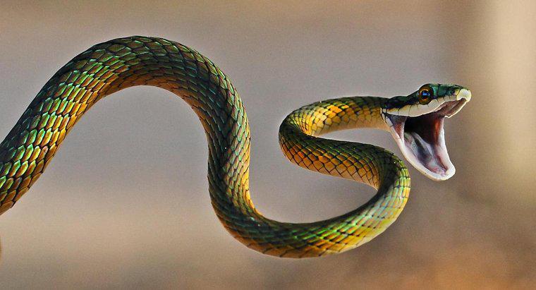 Que signifie un rêve de morsure de serpent?