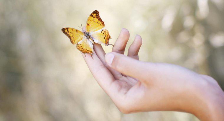 Quelle est la signification d'un papillon atterrissant sur vous ?
