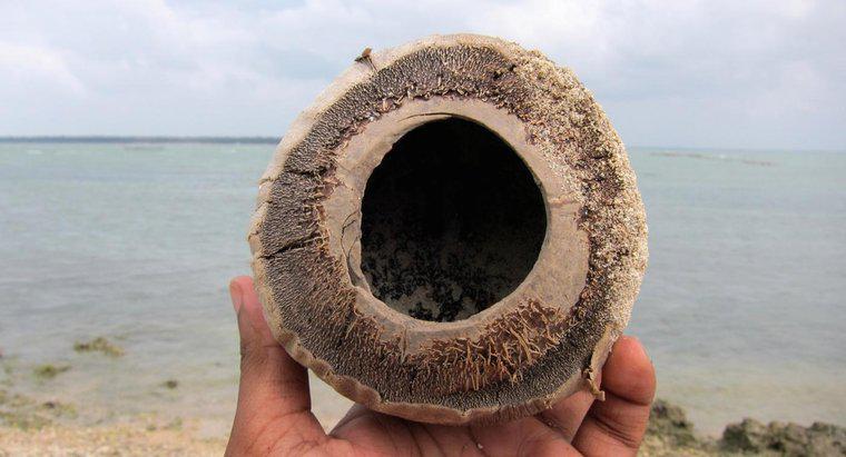 Qu'est-ce que la fibre de noix de coco?