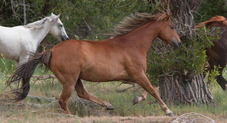 Qu'est-ce que l'habitat d'un cheval ?