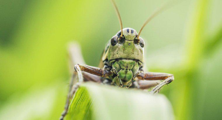 Comment les sauterelles s'adaptent-elles à leur environnement ?