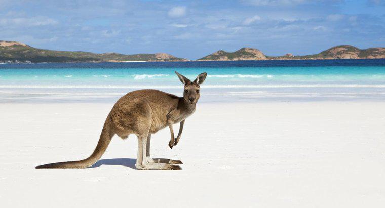 Quel est le nom scientifique des kangourous ?