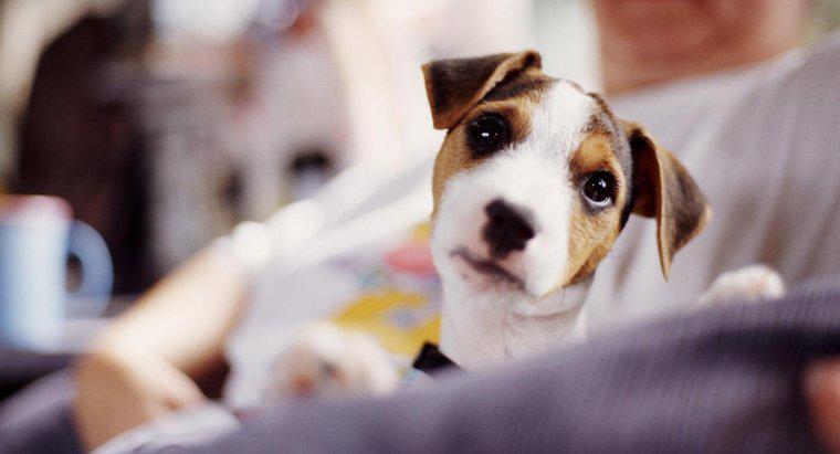 Que mangent les Jack Russell Terriers ?