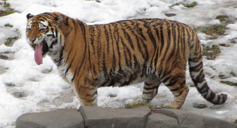 Quelles sont les similitudes et les différences entre le tigre de Sibérie et le tigre du Bengale ?