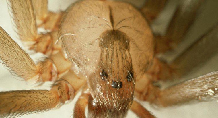 Comment identifier une araignée recluse brune ?