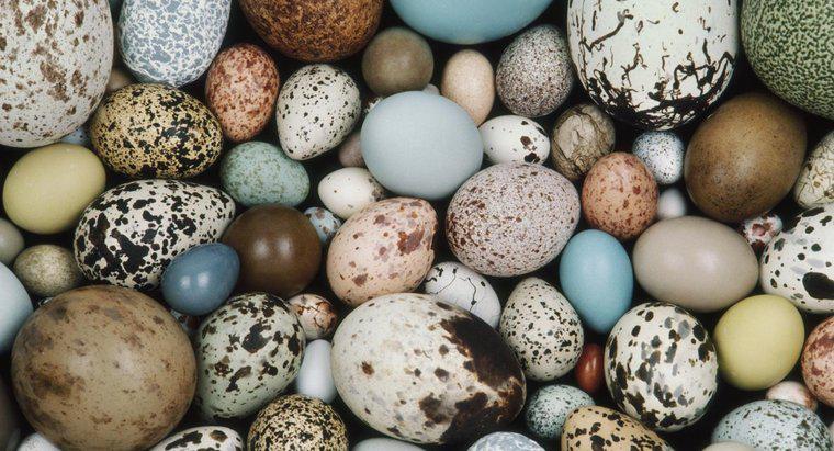 Quels animaux pondent des œufs ?