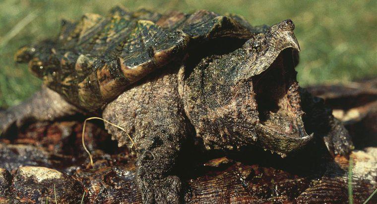 Que mangent les tortues serpentines alligator?