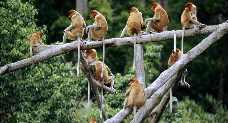 Comment s'appelle un groupe de singes ?