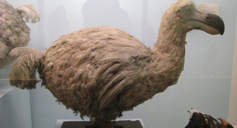 Qu'est-ce que les oiseaux Dodo ont mangé?