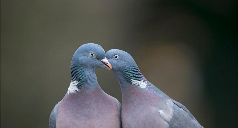 Pourquoi les pigeons roucoulent-ils ?