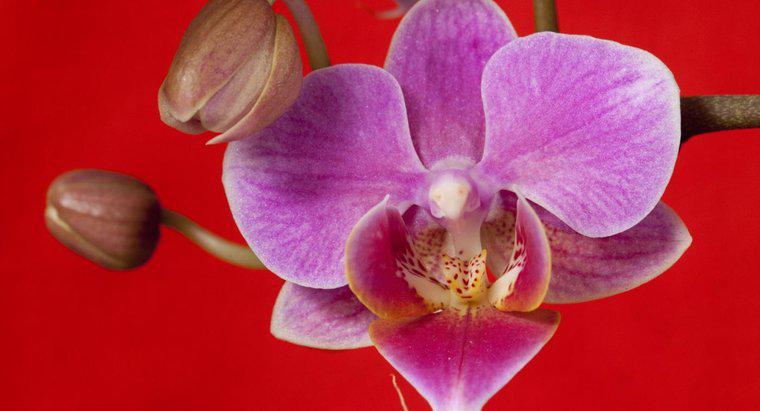 Les orchidées sont-elles toxiques ?