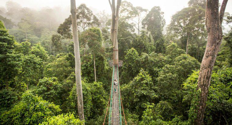 Quel est le climat dans une forêt tropicale humide ?