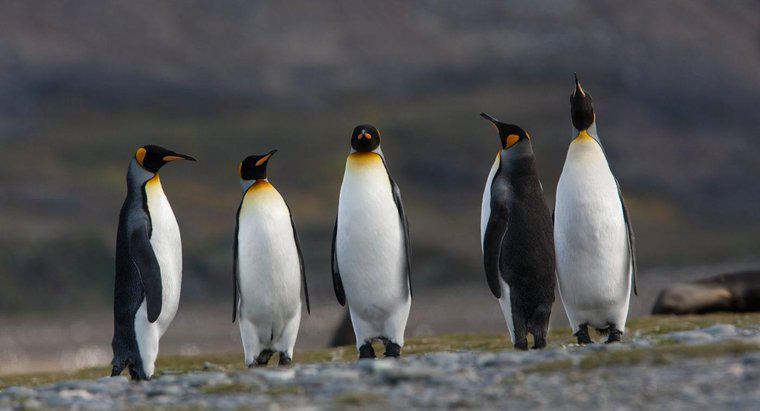 Comment les pingouins survivent-ils en Antarctique ?