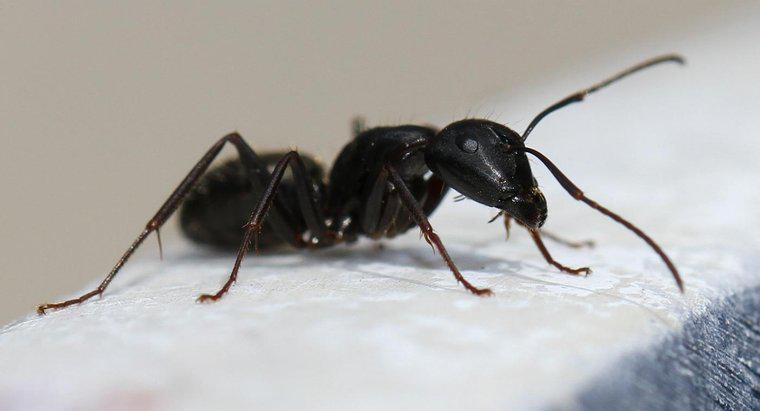 Comment exterminer les fourmis charpentières ?