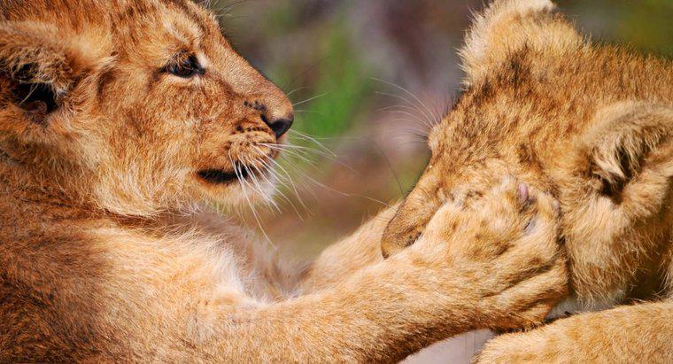 Pourquoi les Lions ont-ils des pattes avant équipées de longues griffes rétractables ?