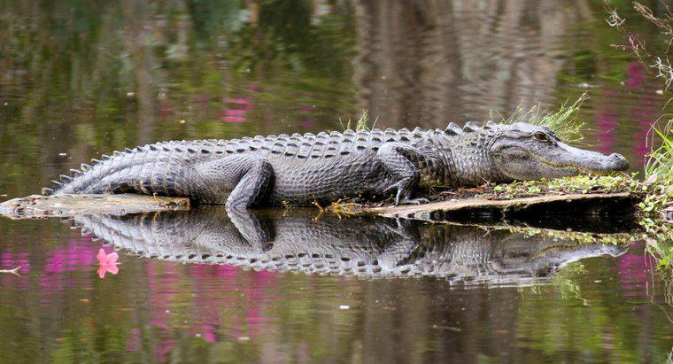 Combien de temps un alligator peut-il rester sous l'eau ?