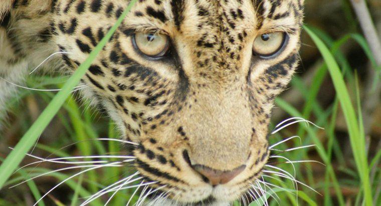 Où vivent les léopards en Afrique ?
